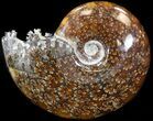 Cleoniceras Ammonite Fossil - Madagascar #44312-1
